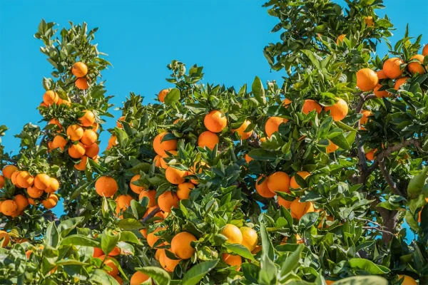 img-blog-ne-mangez-pas-d'oranges-dans-les-rues