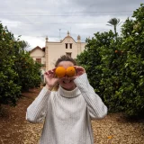 A walk through the orange grove