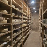 Tour of the cheese factory in Utiel-Requena